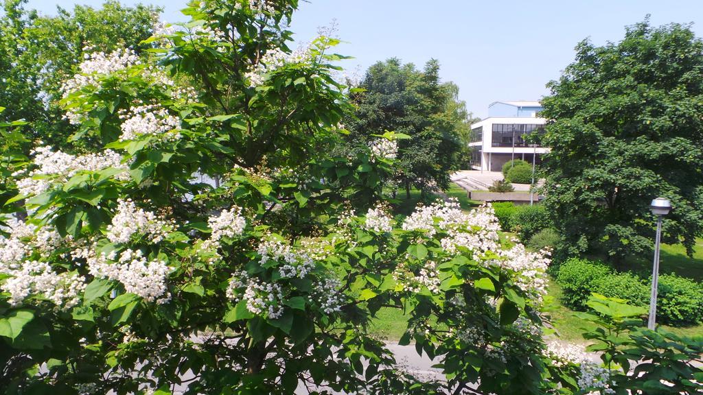 Hostel Levicki سلافونسكي برود الغرفة الصورة